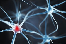 Neurons that fire together wire together